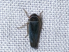 Tylozygus bifidus