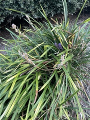 Liriope