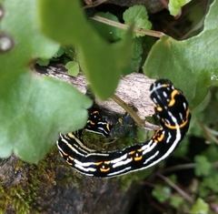 Acronyctodes mexicanaria