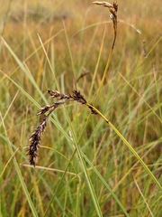 Carex diandra