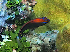 Pomacentrus bankanensis