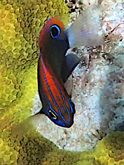 Pomacentrus bankanensis