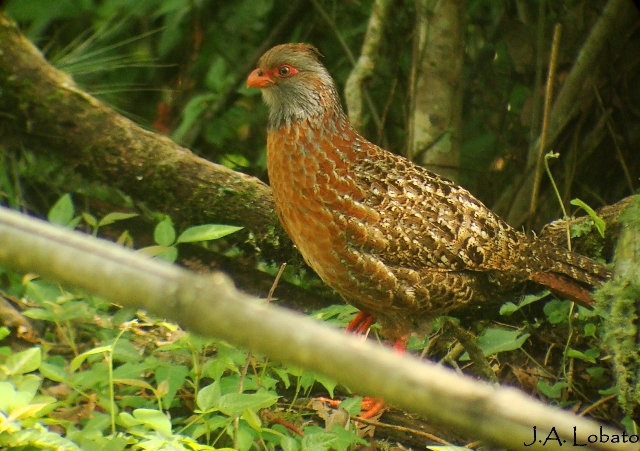 Bearded Wood-Partridge illustration