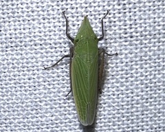 Draeculacephala bradleyi