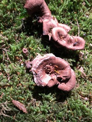 Coltricia cinnamomea