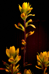 Castilleja kraliana