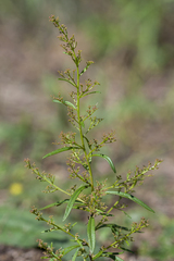 Teloxys aristata