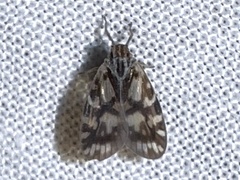 Bothriocera