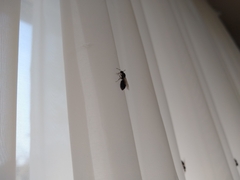 Camponotus pennsylvanicus