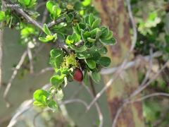 Condalia velutina
