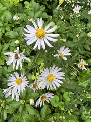 Boltonia asteroides
