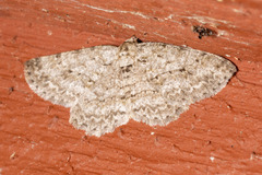 Ectropis crepuscularia