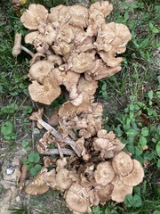Desarmillaria caespitosa