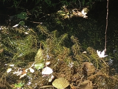 Egeria densa