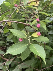 Euonymus europaeus