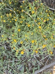 Dyssodia papposa