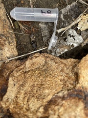 Sceloporus occidentalis