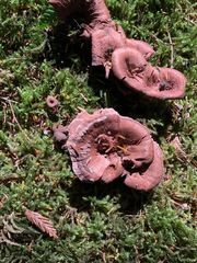 Coltricia cinnamomea