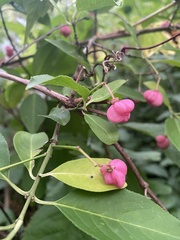 Euonymus europaeus