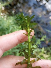 Egeria densa