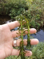 Egeria densa
