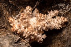 Hericium coralloides