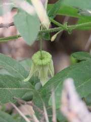 Passiflora bryonioides