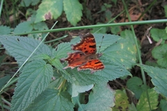 Polygonia c-album