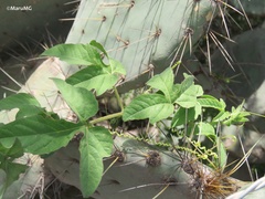 Passiflora bryonioides