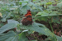 Polygonia c-album