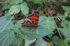 Polygonia c-album