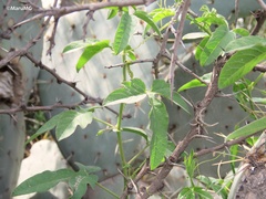 Passiflora bryonioides