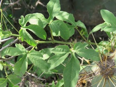Passiflora bryonioides