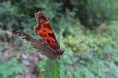 Polygonia c-album