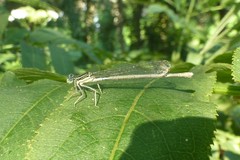 Platycnemis pennipes