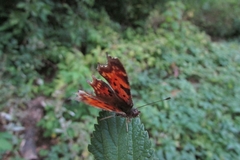 Polygonia c-album