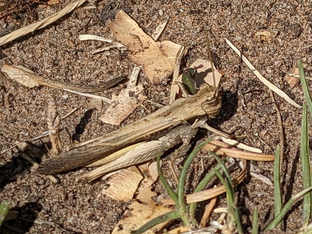 Morphacris fasciata