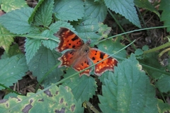 Polygonia c-album