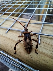 Leptoglossus clypealis