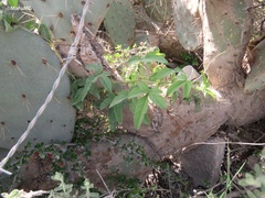 Passiflora bryonioides