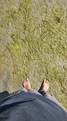 Zostera