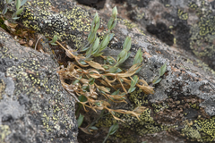 Stellaria longipes