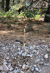 Cephalanthera austiniae