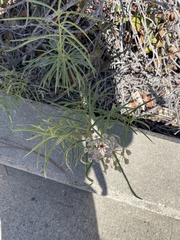 Asclepias fascicularis