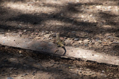 Callisaurus draconoides