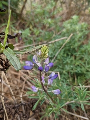 Lupinus albifrons