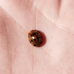 Epilachna tredecimnotata