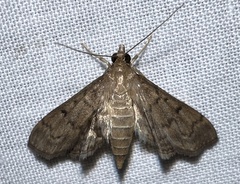 Herpetogramma phaeopteralis