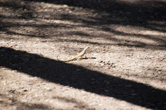 Callisaurus draconoides