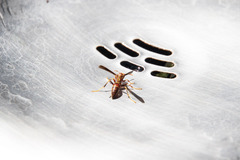 Polistes arizonensis